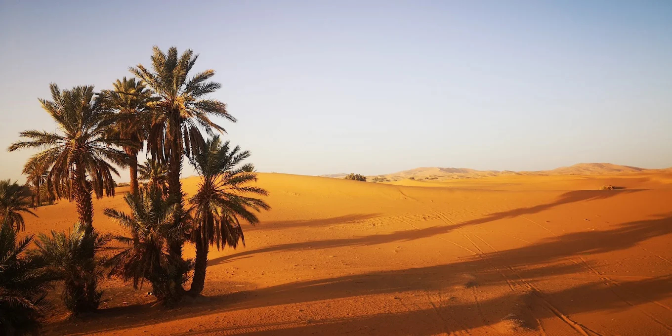 Sahara dunes and palm trees in Morocco