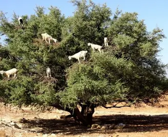 Argan tree fields