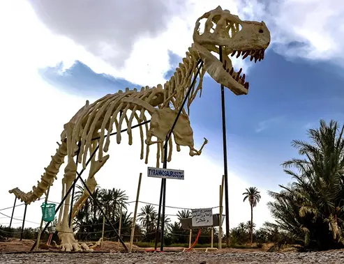 Arfoud Fossils