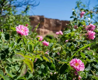 Roses Valley